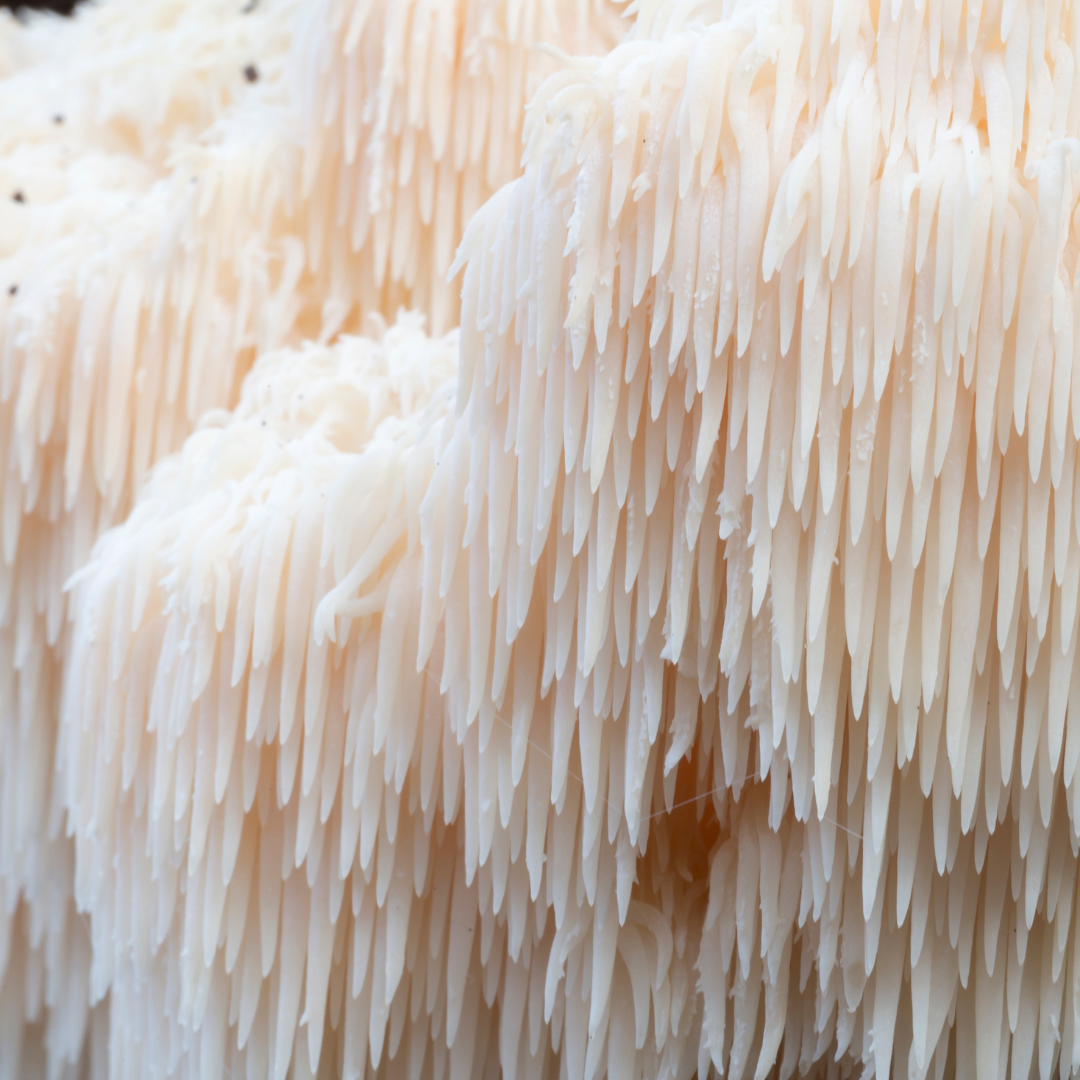 Dried Lions Mane Powder - 50g