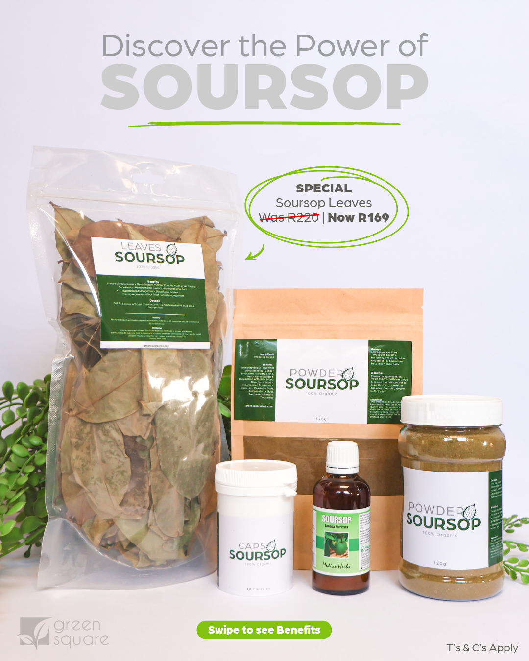 Soursop Leaves – 100 leaves