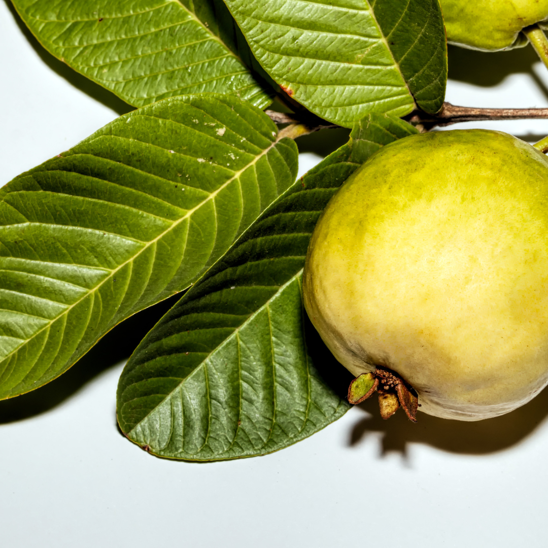 Guava Leaves 30g -40g