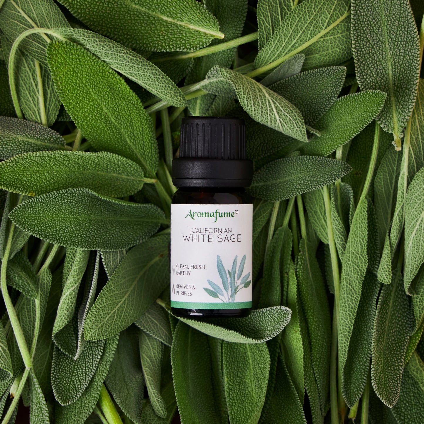 California White Sage Essential Oil Diffuser Blend - 10ml